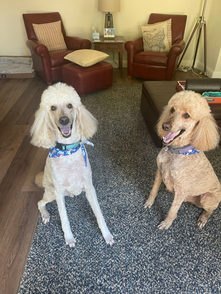 Our Journey with Standard Poodles – From Lucy to Oliver and Axton
